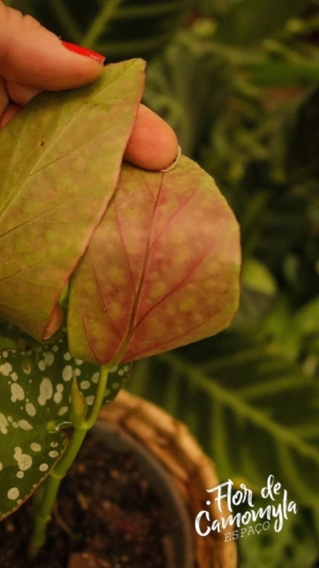 Parte de tras da folha da Begonia maculata Wightii 1